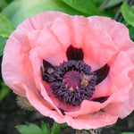 Poppy Oriental Collection Bare Roots | Set of 8