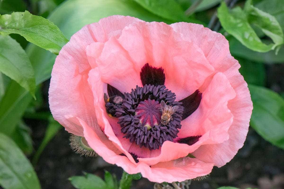 Poppy Oriental Collection Bare Roots | Set of 8