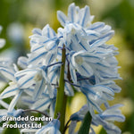Russian Snowdrop Puschkinia Bulbs (size 05/06) | 200 x Bulbs