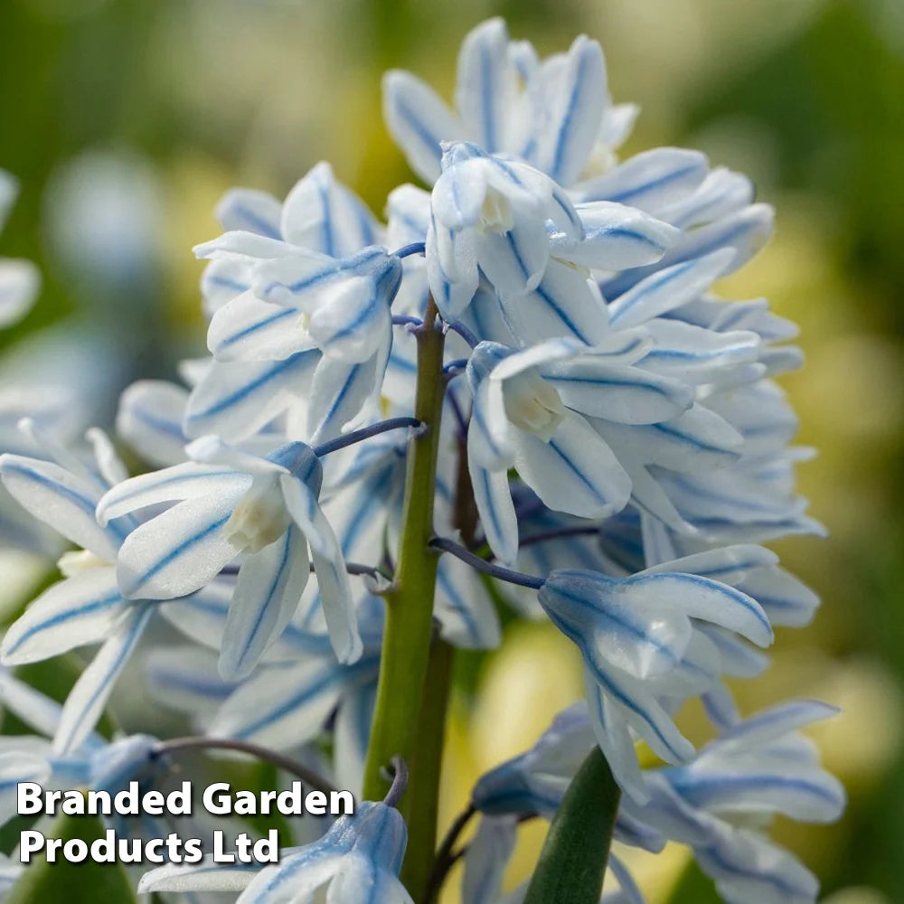Russian Snowdrop Puschkinia Bulbs (size 05/06) | 200 x Bulbs
