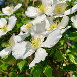Hayloft Clematis Montana Morning Yellow - Delicate Pale Yellow Flowering Climber Supplied In A 9cm Pot