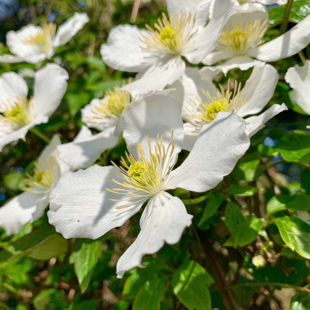 Hayloft Clematis Montana Morning Yellow - Delicate Pale Yellow Flowering Climber Supplied In A 9cm Pot