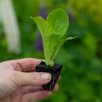 Lettuce 'cosmic' Compact Cos Cut-and-come-again Garden Ready Plants | 12 x Garden Ready Plugs | Green
