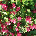 Ribes Pulborough Scarlet Colourful Garden Shrubs Pack Of 3