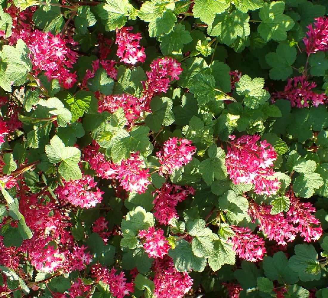 Ribes Pulborough Scarlet Colourful Garden Shrubs Pack Of 3