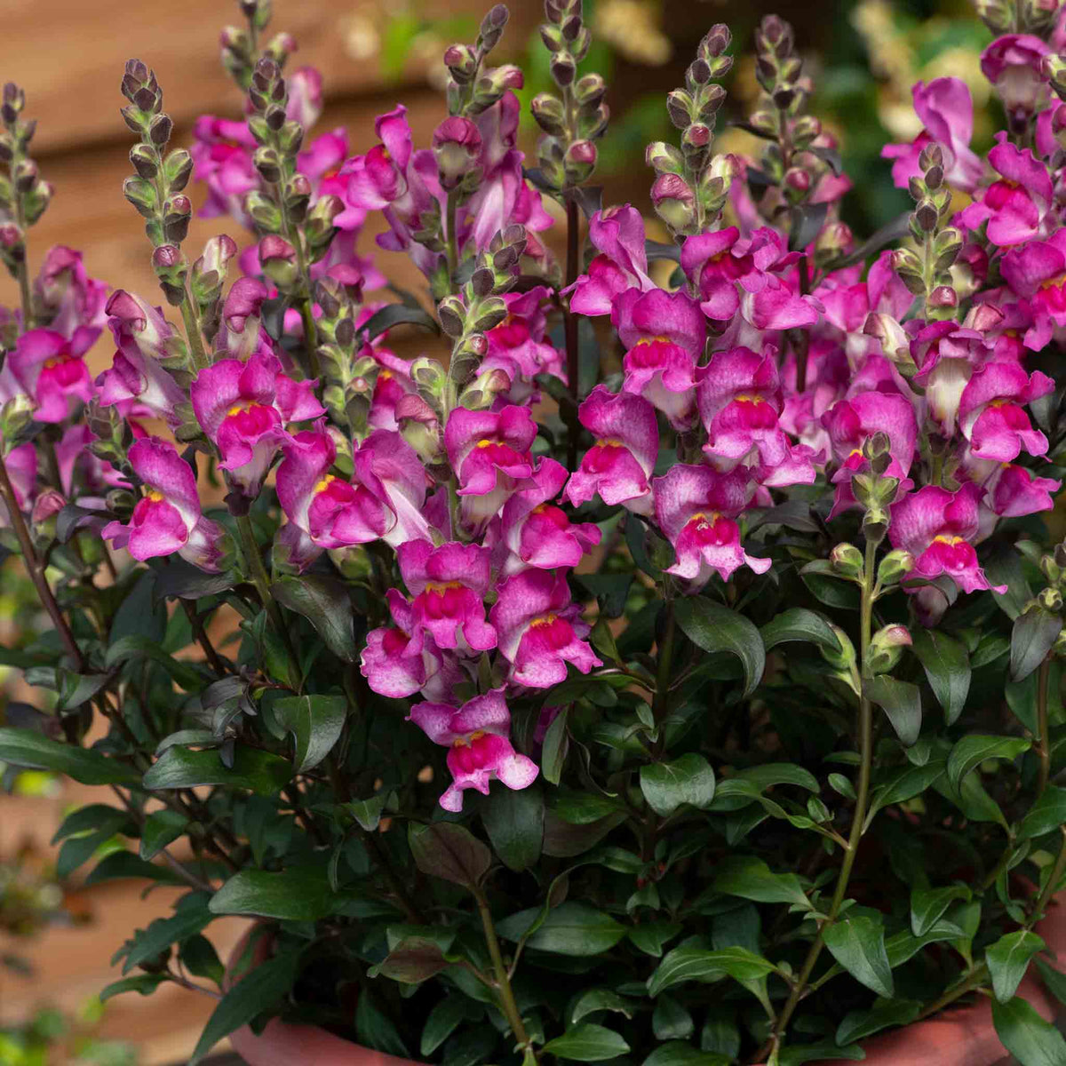 Antirrhinum Collection — Snap In Snapdragons, 3 Varieties, 6 Or 12 Plug Plants | Set of 6 | Multi Colour