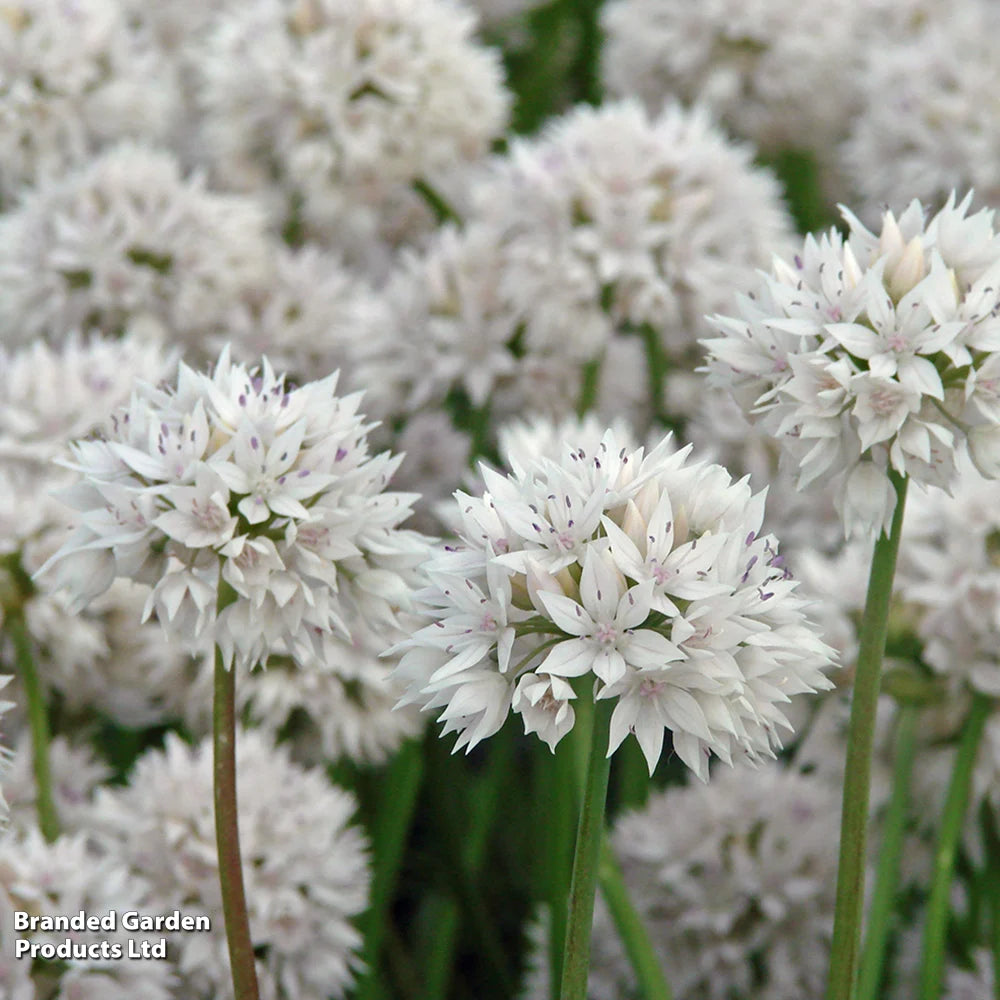 Allium Collection 400 Bulbs
