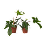 Sweetheart Plant - 2 Pcs. - Philodendron 'florida Green' - H20-30cm - ⌀12cm | Set of 2 | Green
