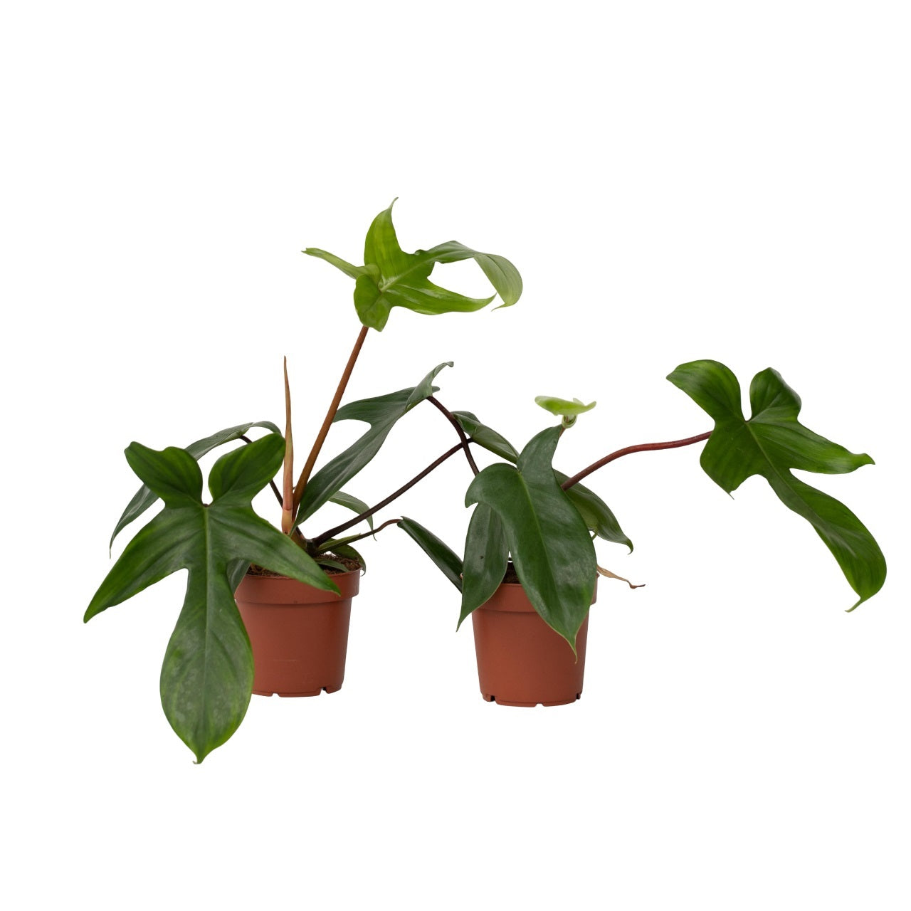 Sweetheart Plant - 2 Pcs. - Philodendron 'florida Green' - H20-30cm - ⌀12cm | Set of 2 | Green