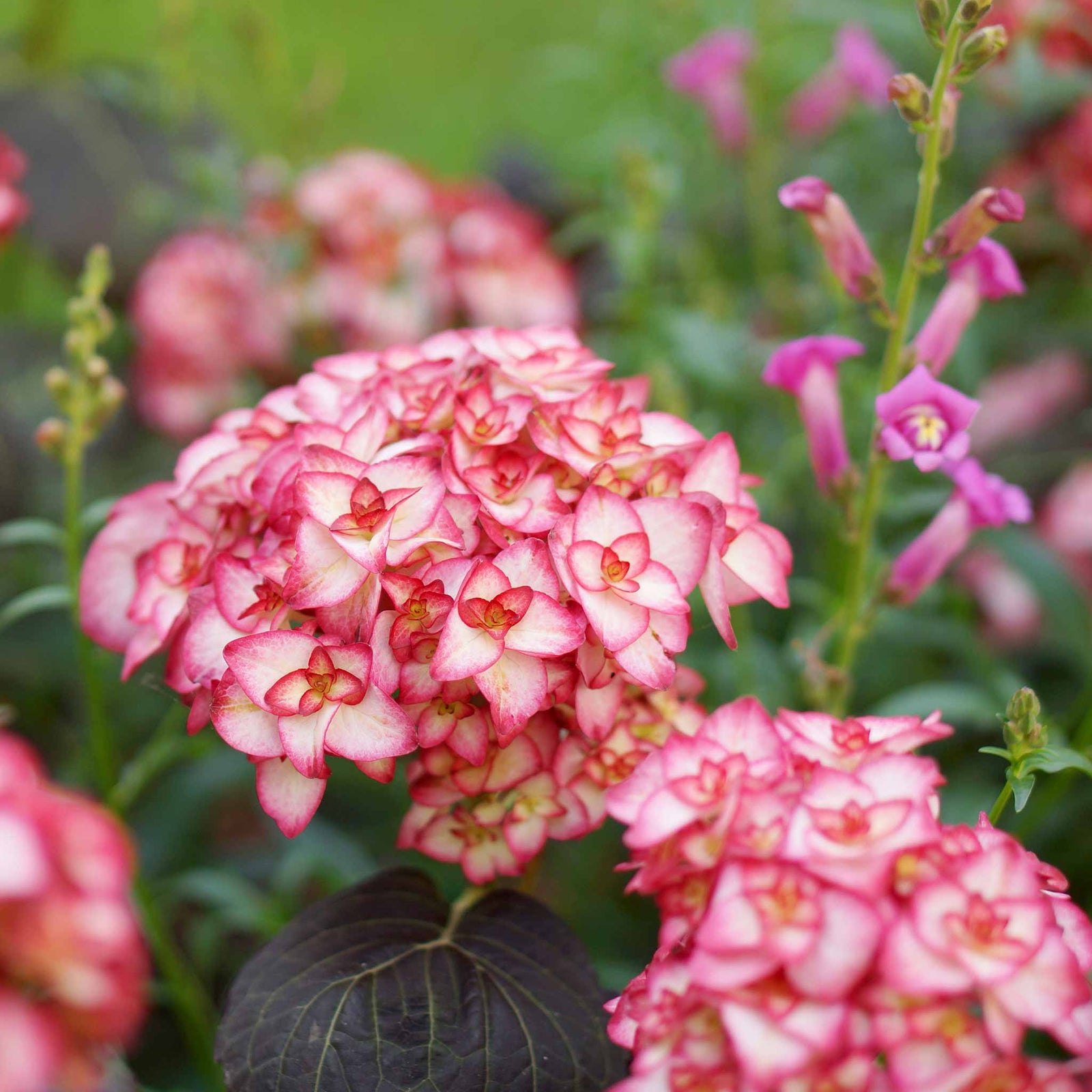 Hydrangea Macrophylla 'miss Saori' Double Pink-edged Mophead Shrub | 1 x 3L | Pink