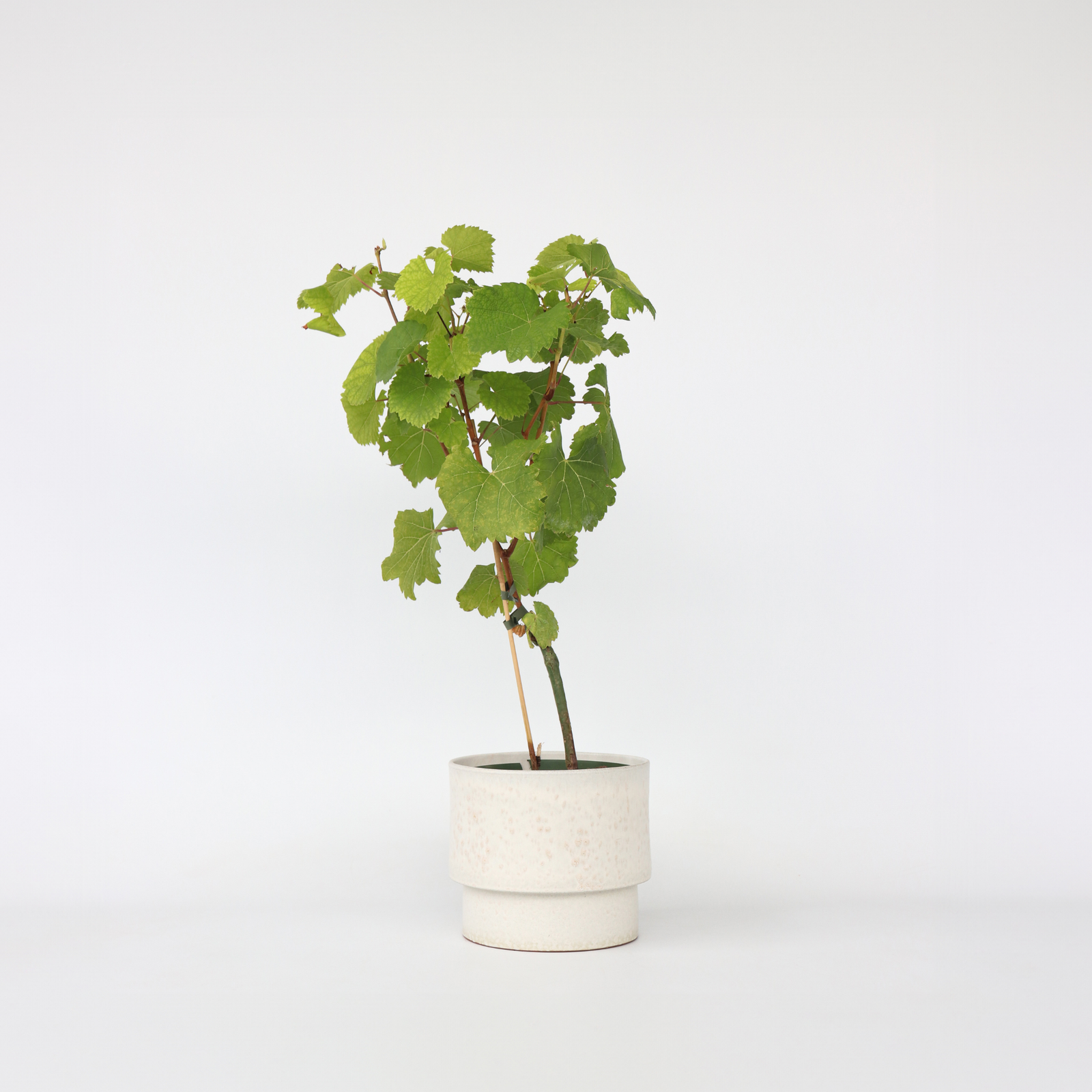 Common Grape Vine - Vitis Vinifera ‘vanessa’ - Height 60-75cm - ⌀21cm