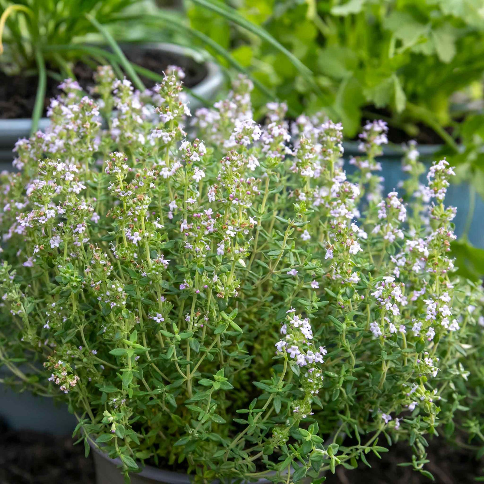 Common Thyme Plant | 3 x Plug Plants
