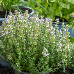 Common Thyme Plant | 9 x 9cm