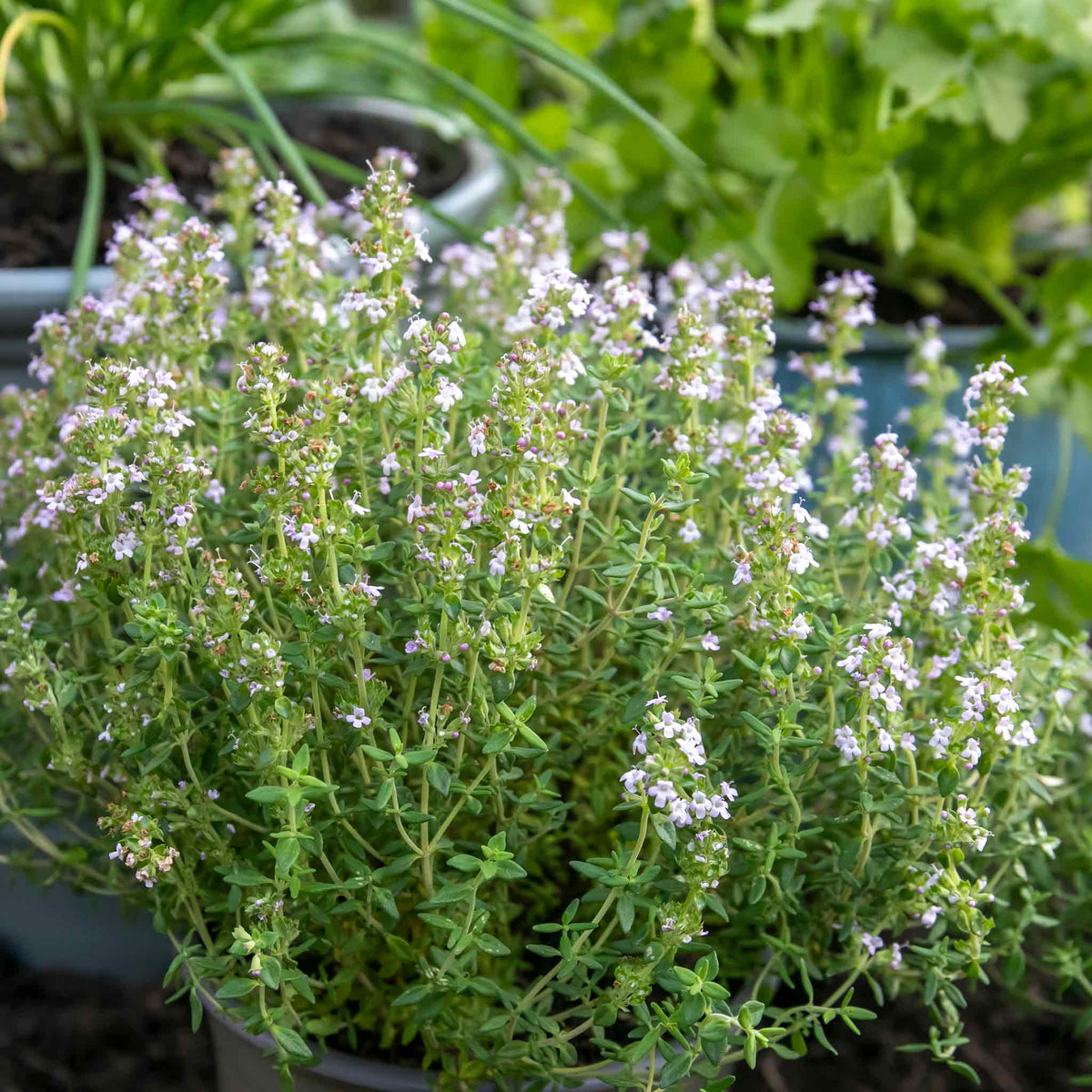 Common Thyme Plant | 9 x 9cm