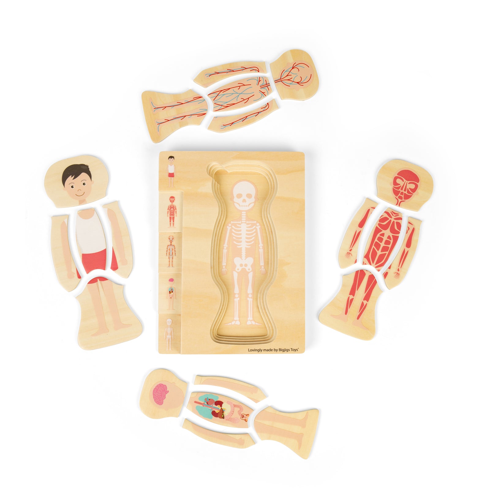 Wooden Human Anatomy Puzzle (Male)