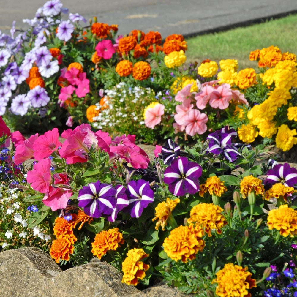 Garden Ready Summer Favourites Collection Garden Ready Plants Plants | 12 x Garden Ready Plants