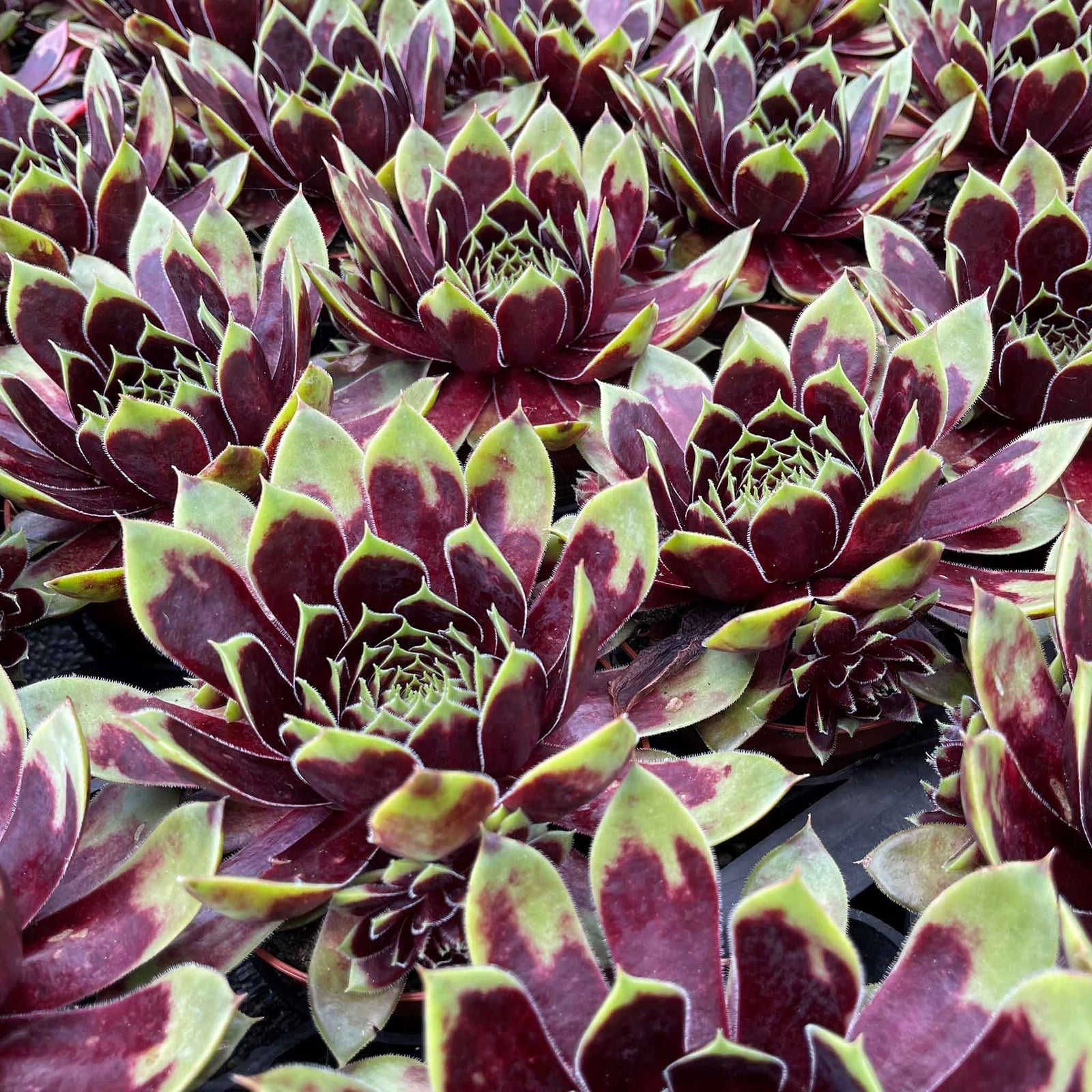 Sempervivum 'coconut Crystal' Pot - Hardy Two-tone Succulent | 3 x 9cm | Multi