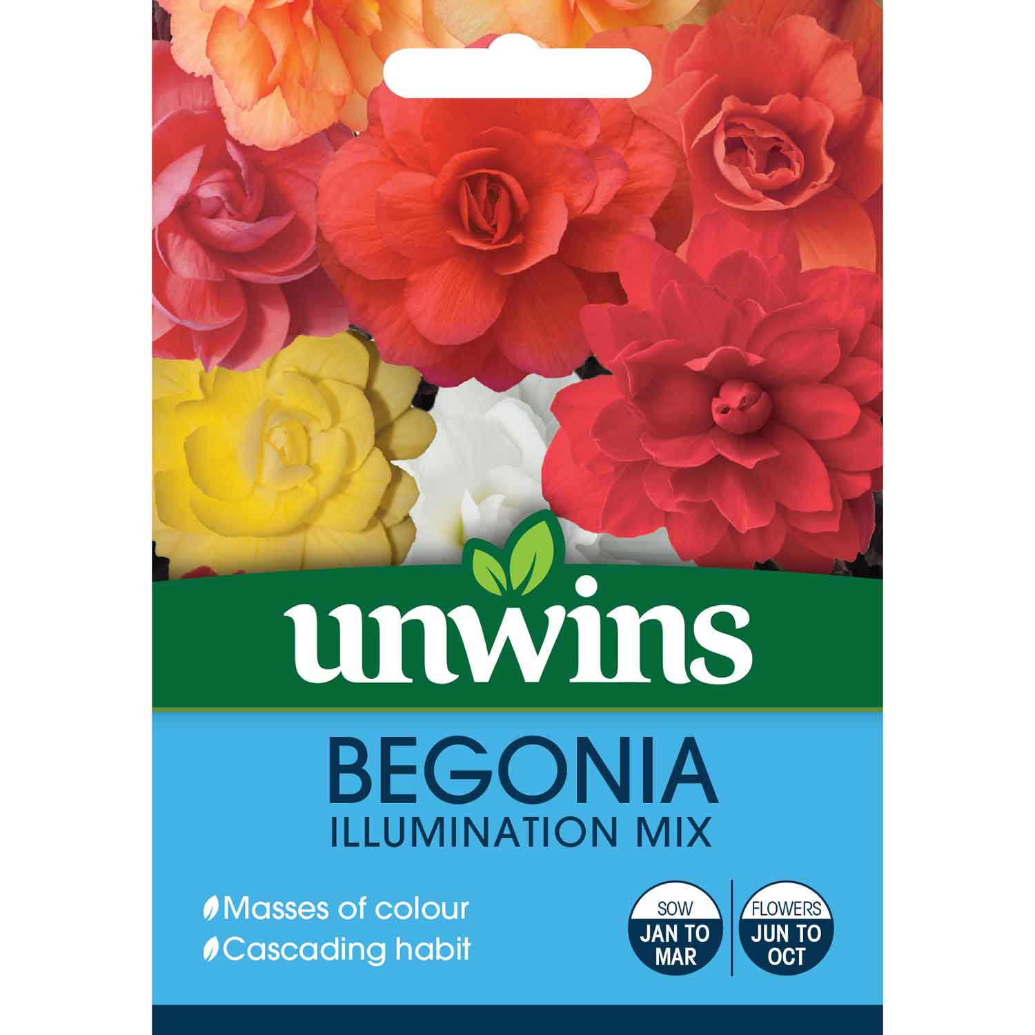Begonia Illuminations Mix F1 Hybrid Seeds | 50 Seeds | Multi