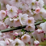 Prunus Pandora Pink Flowering Cherry Blossom Tree 6ft Tall Supplied In A 12 Litre Pot