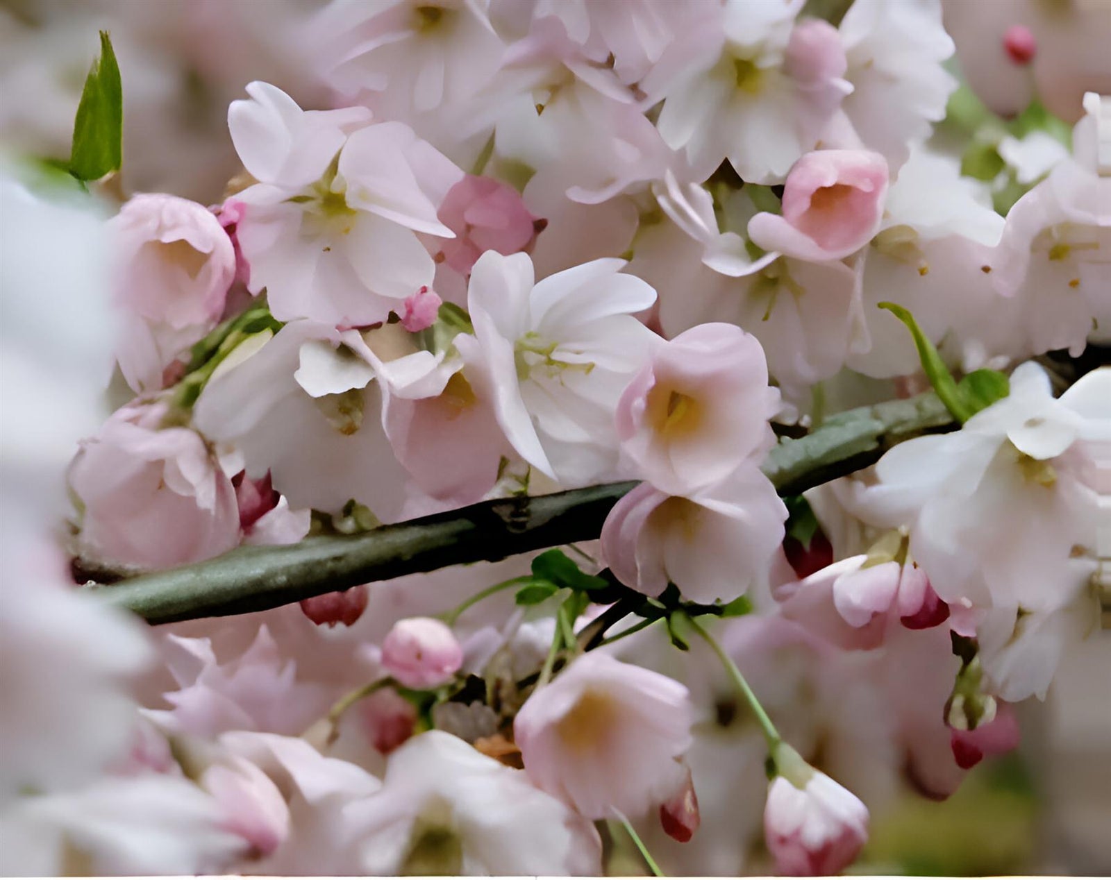 Prunus Pandora Pink Flowering Cherry Blossom Tree 6ft Tall Supplied In A 12 Litre Pot