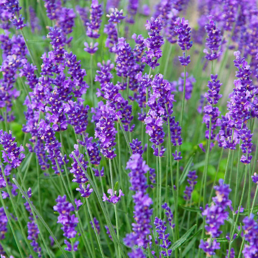 Lavender Munstead Plants | Set of 24