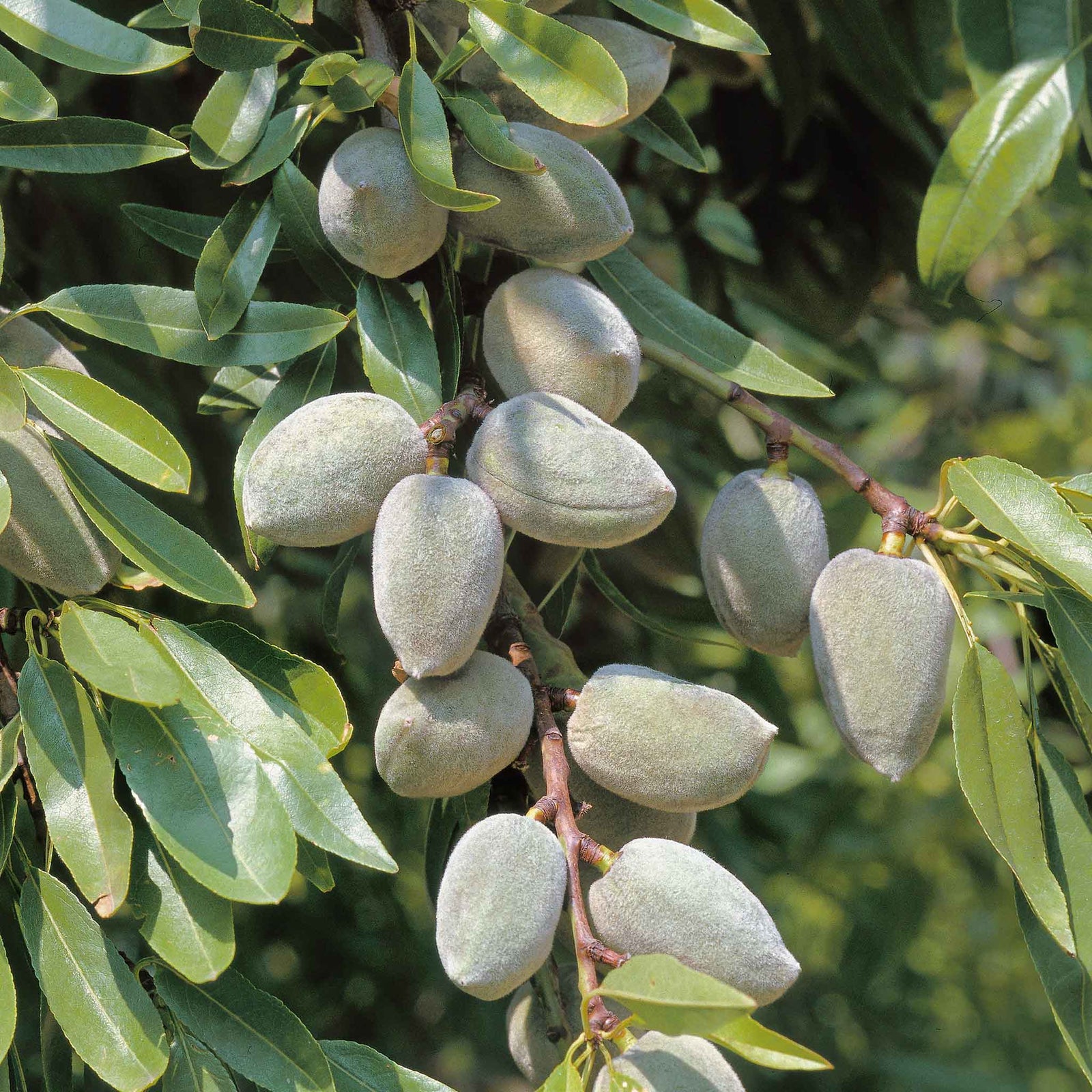 Almond Tree Self-fertile Bare Root | 1 x Bare Root