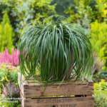 Carex Ribbon Falls 9cm Pot | 2 x 9cm