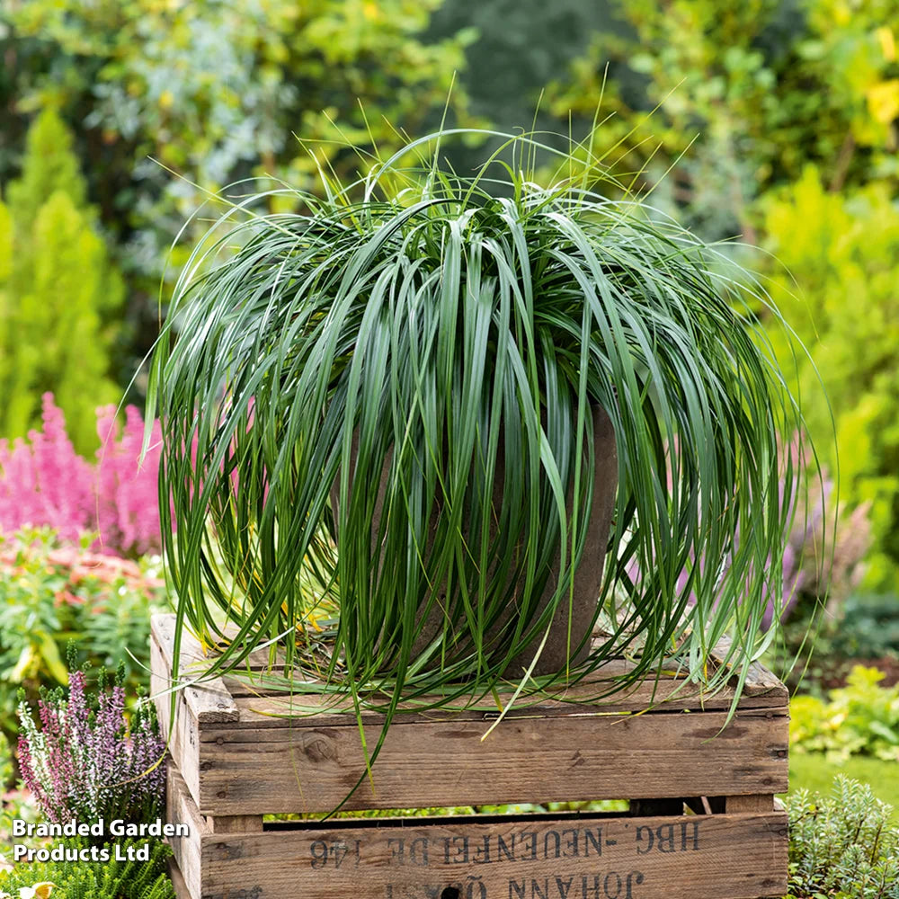 Carex Ribbon Falls 9cm Pot | 2 x 9cm