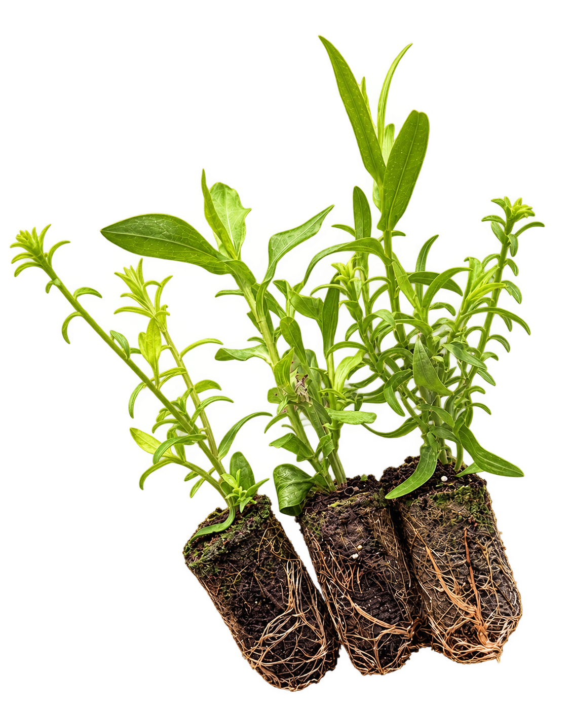 Aster Mix - Plug Plants | 15 x Plug Plants | Mixed