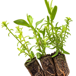 Aster Mix - Plug Plants | 5 x Plug Plants | Mixed