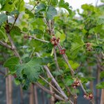 Jostaberry Standard Plant (spineless, Heavy-cropping Fruit Bush) | 1 x 2L