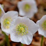 Pretty Amazing Hellebore Collection - 4 Flowering Plants In 9cm Pots