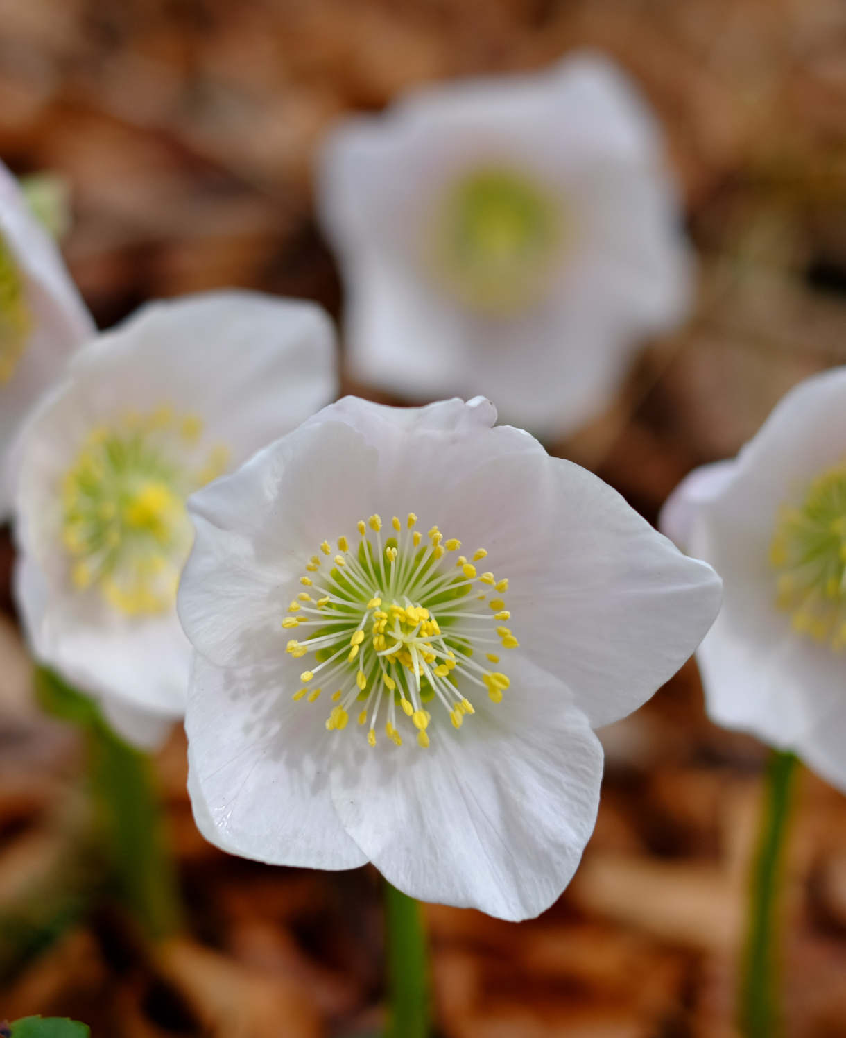 Pretty Amazing Hellebore Collection - 4 Flowering Plants In 9cm Pots