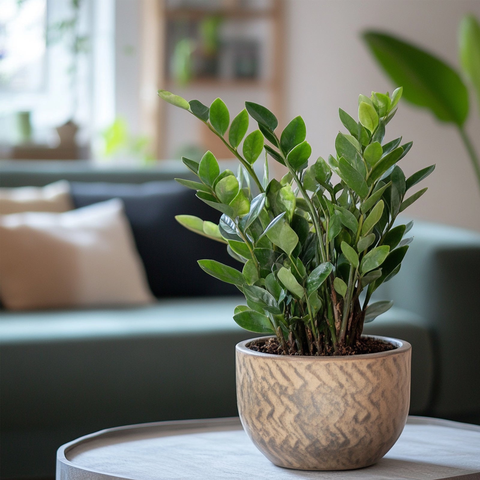 Zz Plant - Zamioculcas Zamiifolia - Height 55-65cm - ⌀17cm | Set of 1 | Green