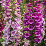 Thompson & Morgan Perfect Perennial Collection - Plants