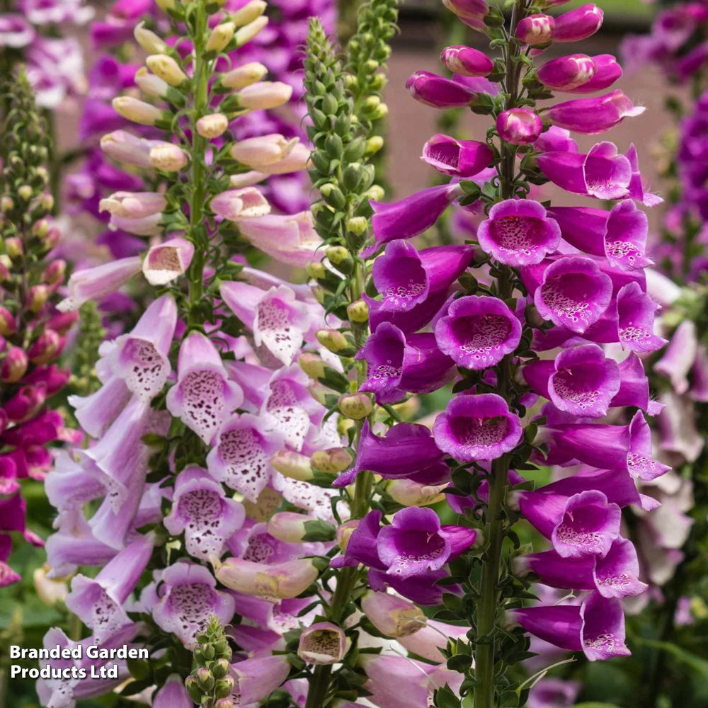 Thompson & Morgan Perfect Perennial Collection - Plants
