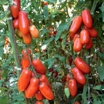Tomato 'giulietta' Italian Plum Seeds | 6 Seeds