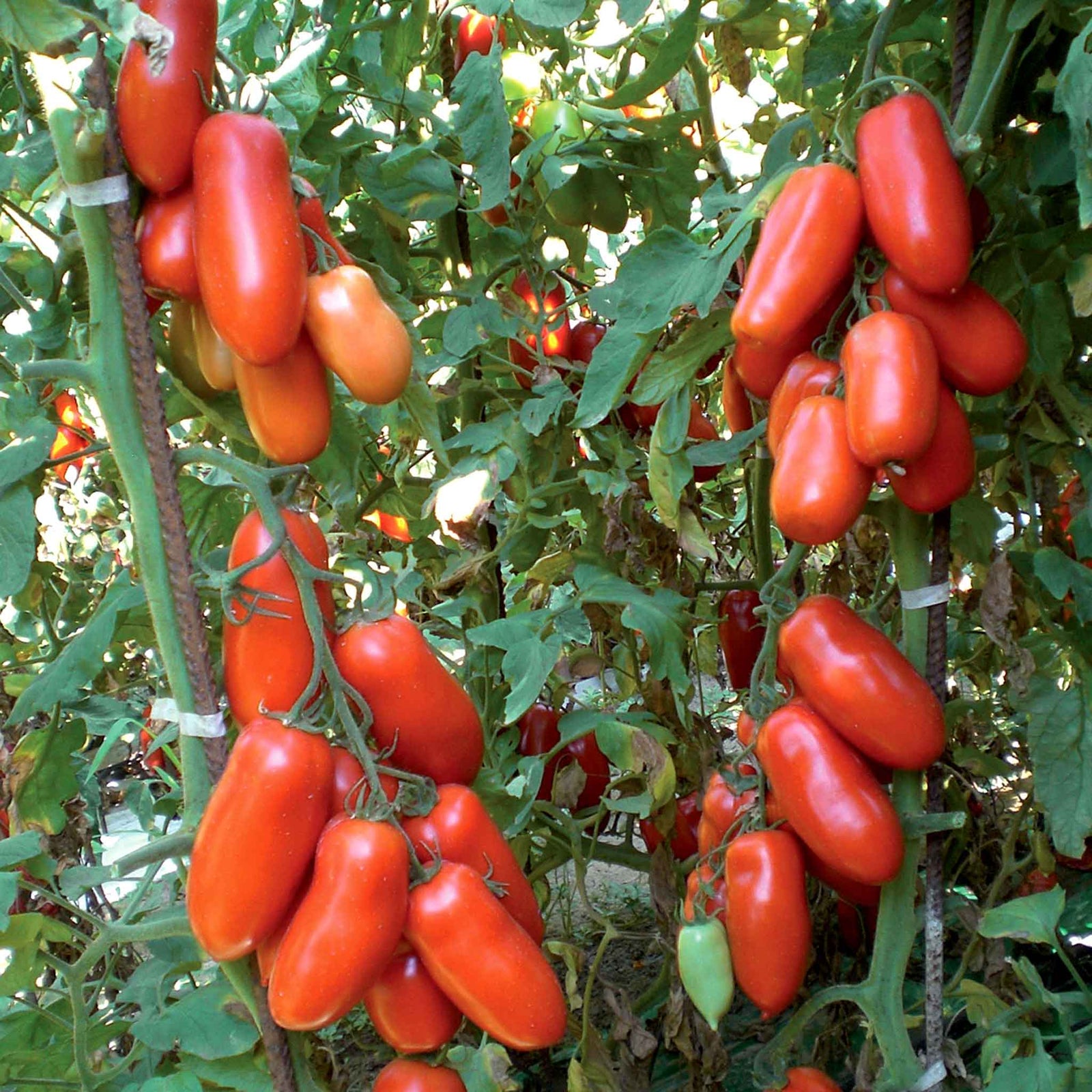Tomato 'giulietta' Italian Plum Seeds | 6 Seeds
