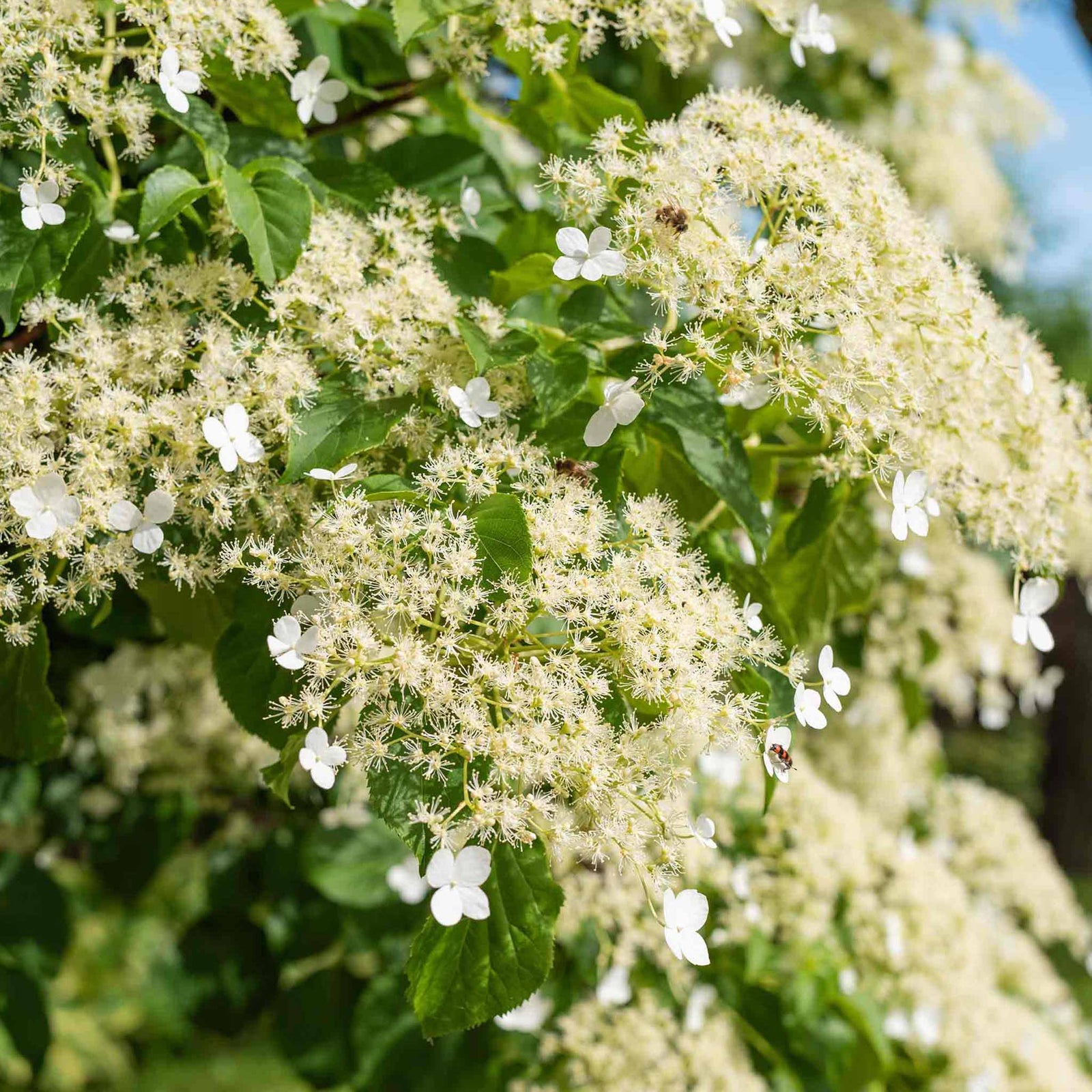 Climbing Hydrangea 'petiolaris' Rhs Agm | 1 x 9cm | White