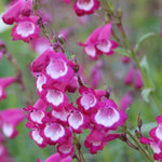 Hayloft Penstemon Purples Collection - 6 Plants In 9cm Pots