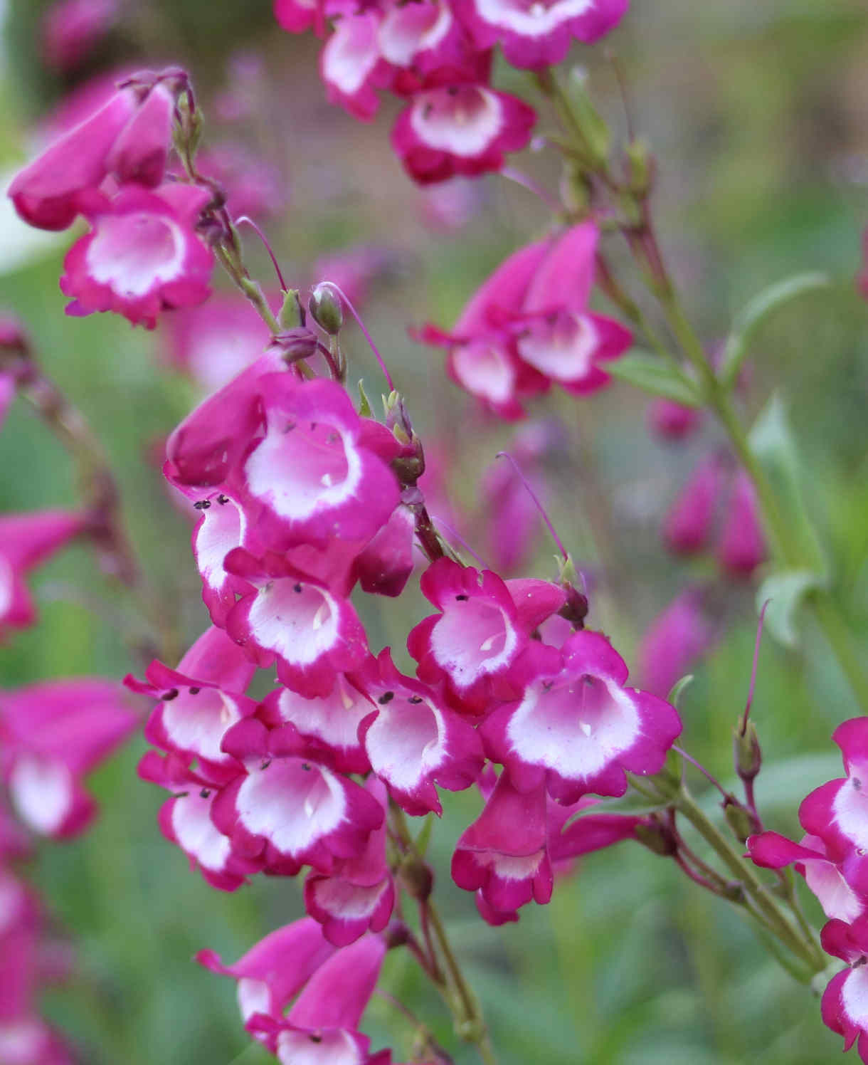 Hayloft Penstemon Purples Collection - 6 Plants In 9cm Pots