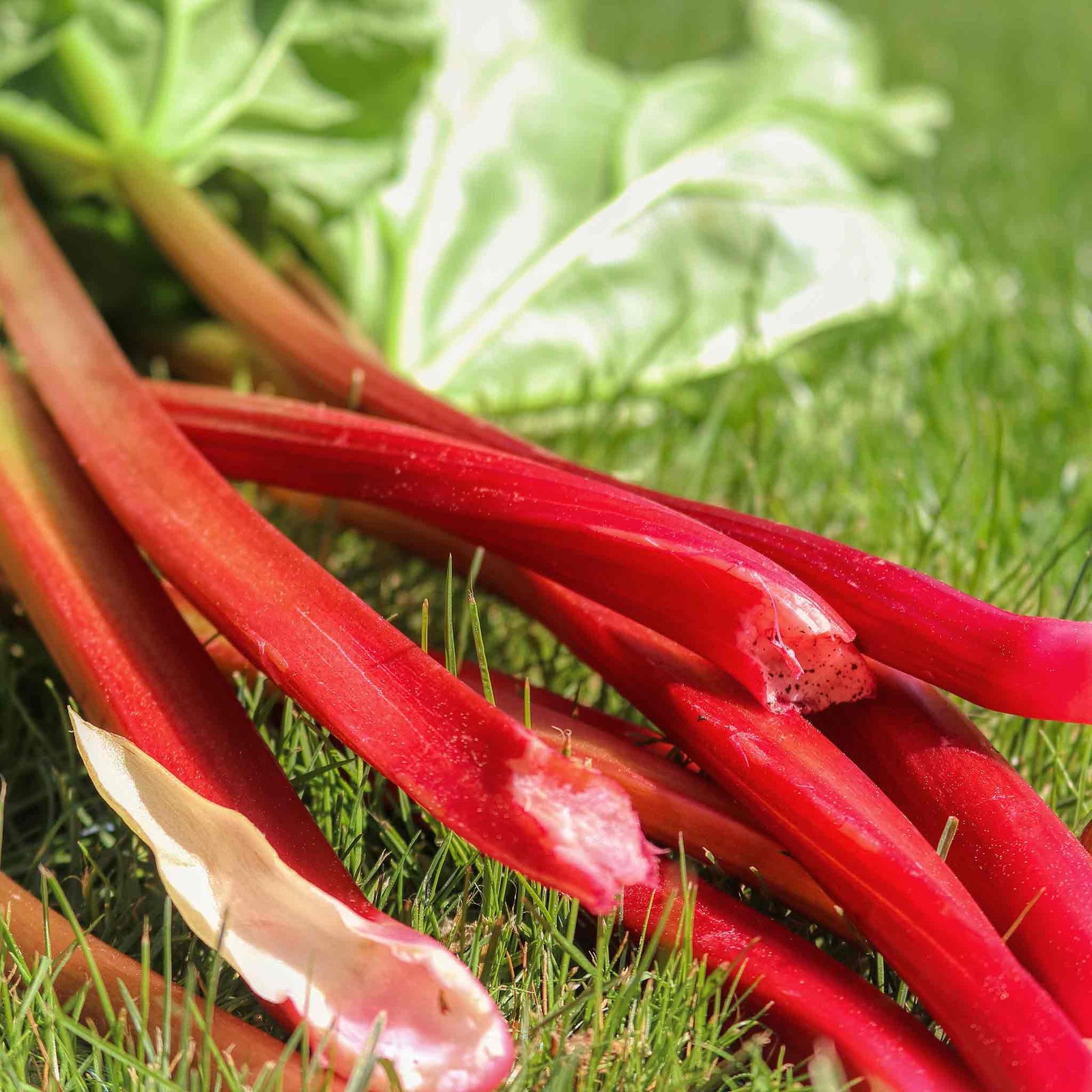 Rhubarb Plant 'raspberry Red' Early, Sweet Deep-red Stems | 1 x 2L | Red