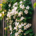 Star Of Jasmine - Jasminum 'officinale' - Height 25-40cm - ⌀9cm | Set of 6 | White
