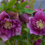 Hayloft Hellebore Winter Wonders Exclusive Collection - 9cm pots