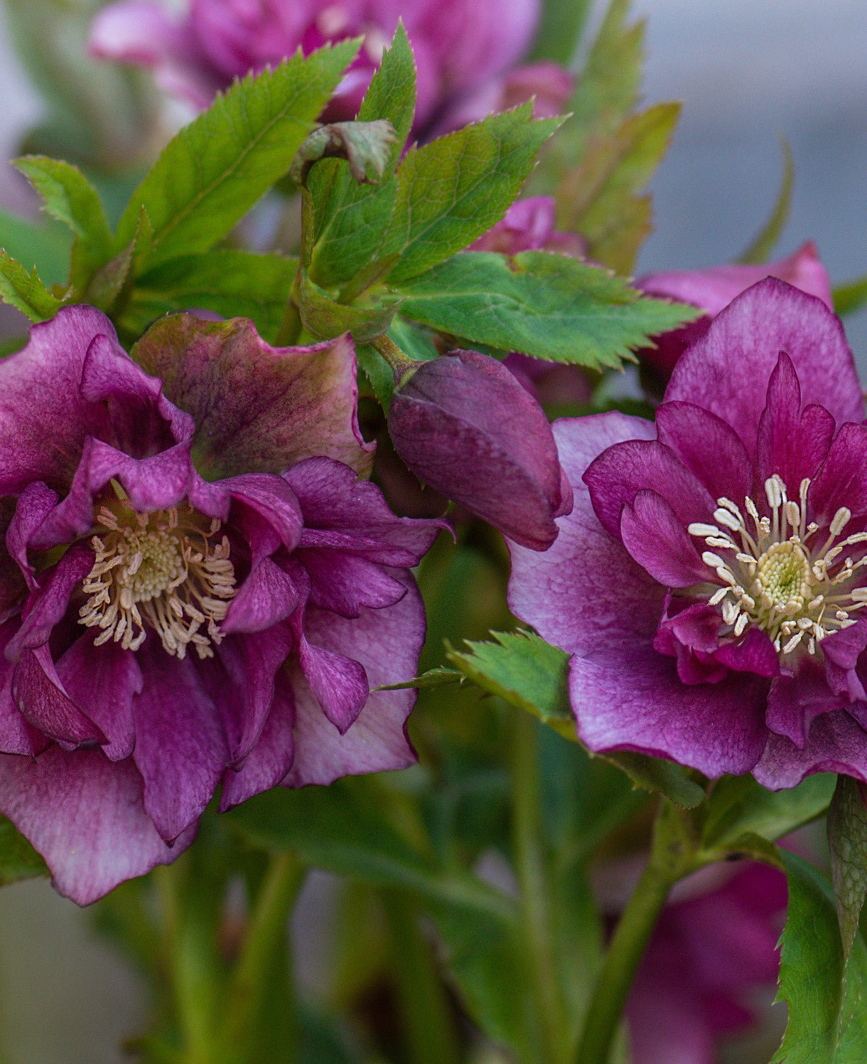 Hayloft Hellebore Winter Wonders Exclusive Collection - 9cm pots