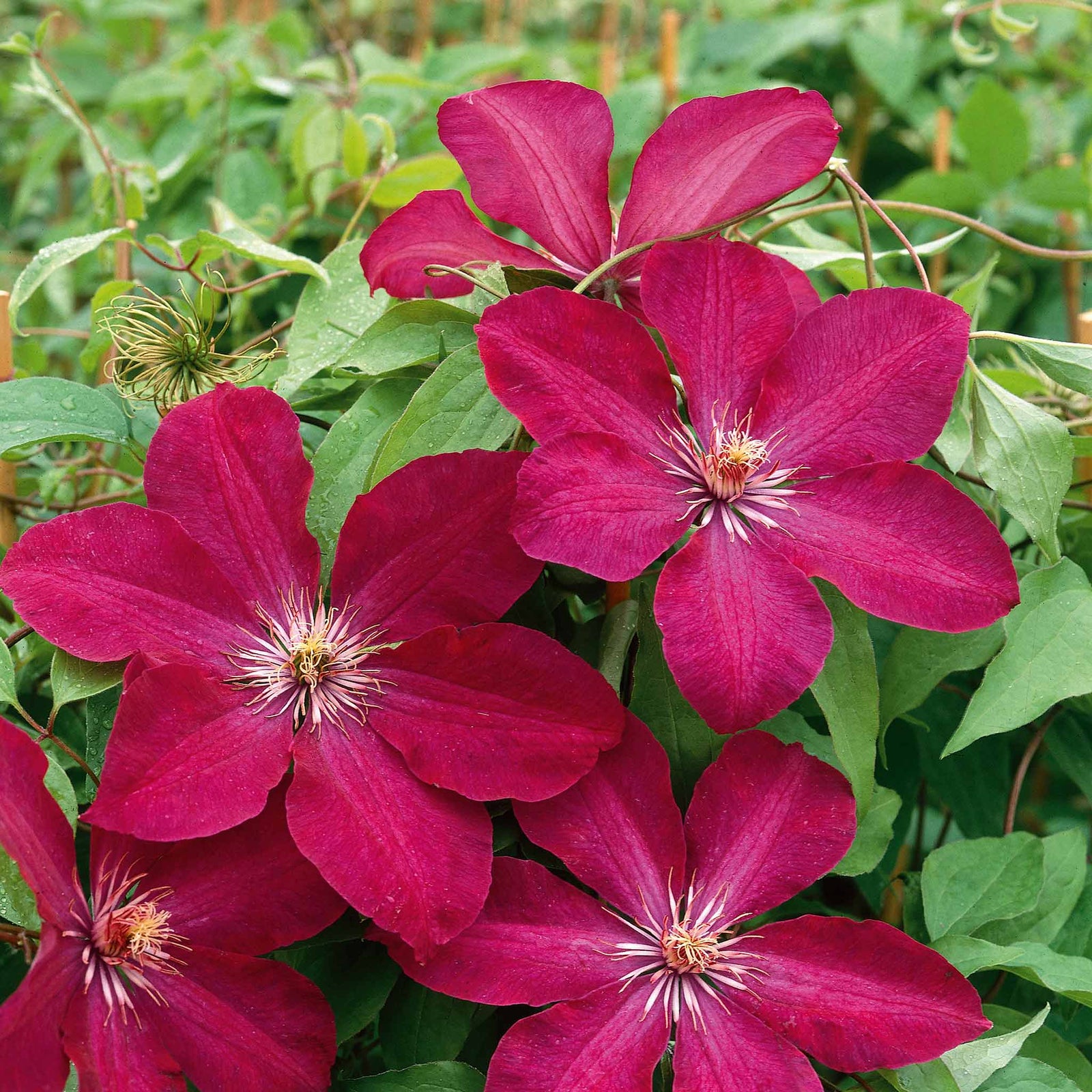 Clematis 'rouge Cardinal' Climbing Red Clematis | 1 x 3L | Red