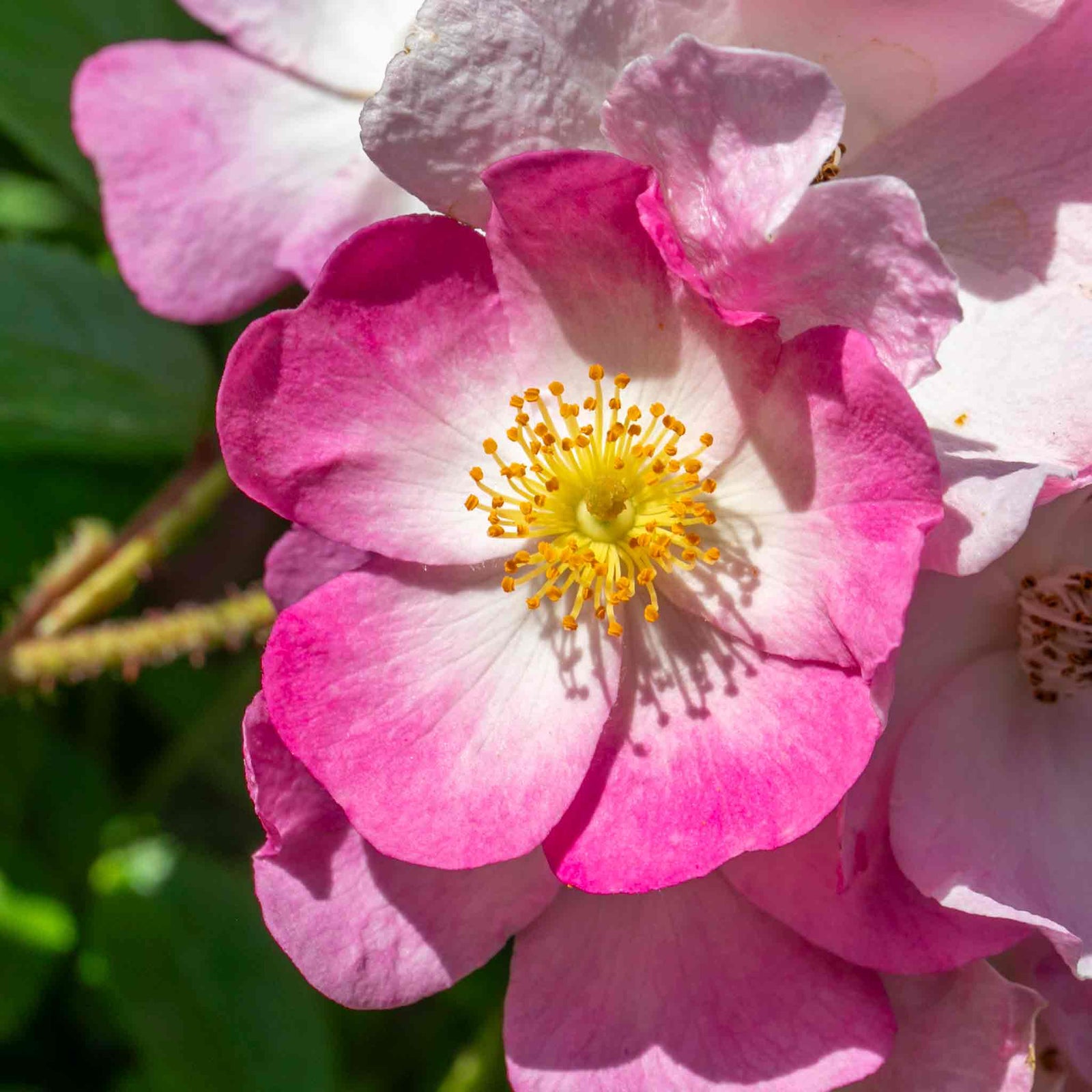 Rose 'ballerina' Pink Shrub Rose Rhs Award Of Garden Merit | 1 x Bare Root | Pink