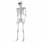 Yezi Halloween Skeleton Life Size 169cm Posable Jointed Abs Spooky Patio White