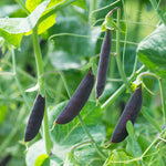 Sugar Snap Pea 'purple Magnolia' Plug Plant - Purple-podded, Crunchy Sweet Pods | Set of 12