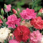 Dianthus Pink Spring Beauty | 150 Seeds | Red & White